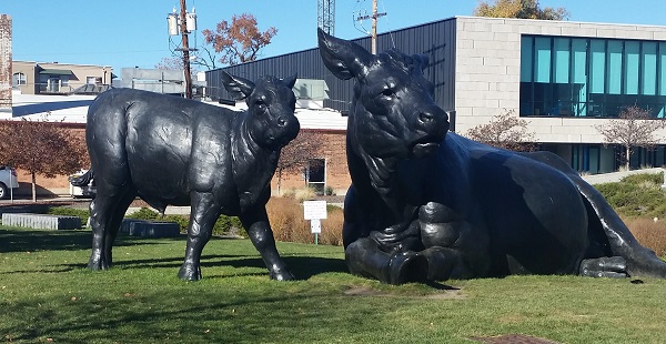 Art Museum Cows